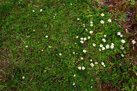 Nature Grass Flowers