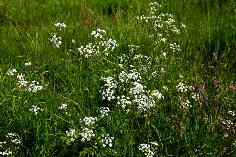 Nature Grass Flowers photo