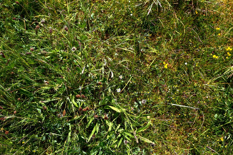 Nature Grass Flowers