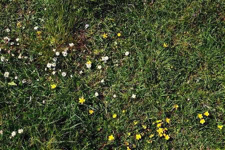 Nature Grass Flowers photo