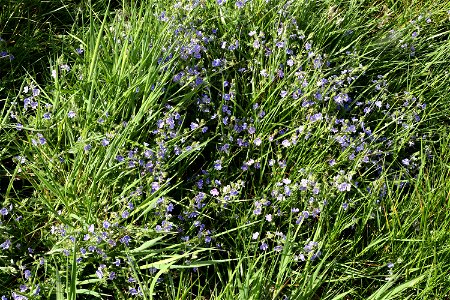 Nature Grass Flowers