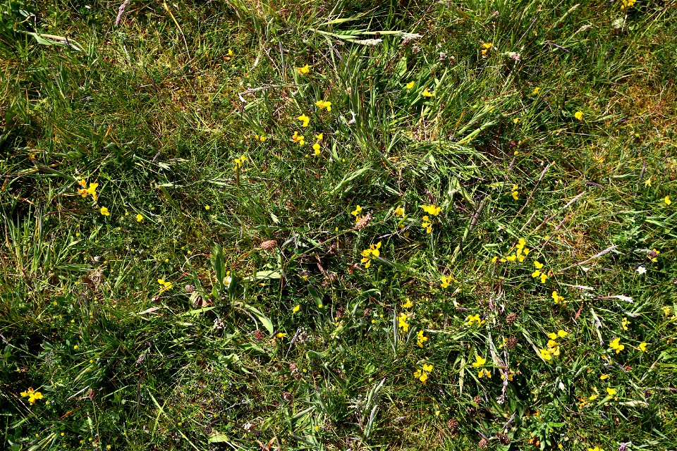 Nature Grass Flowers photo