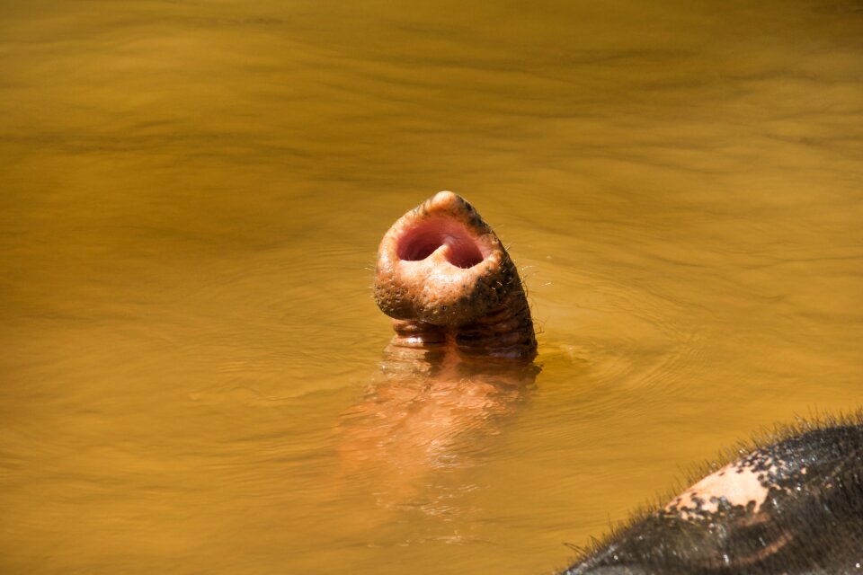 Elephant water pachyderm