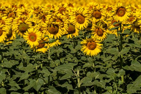 Yellow sunny 10-19-18