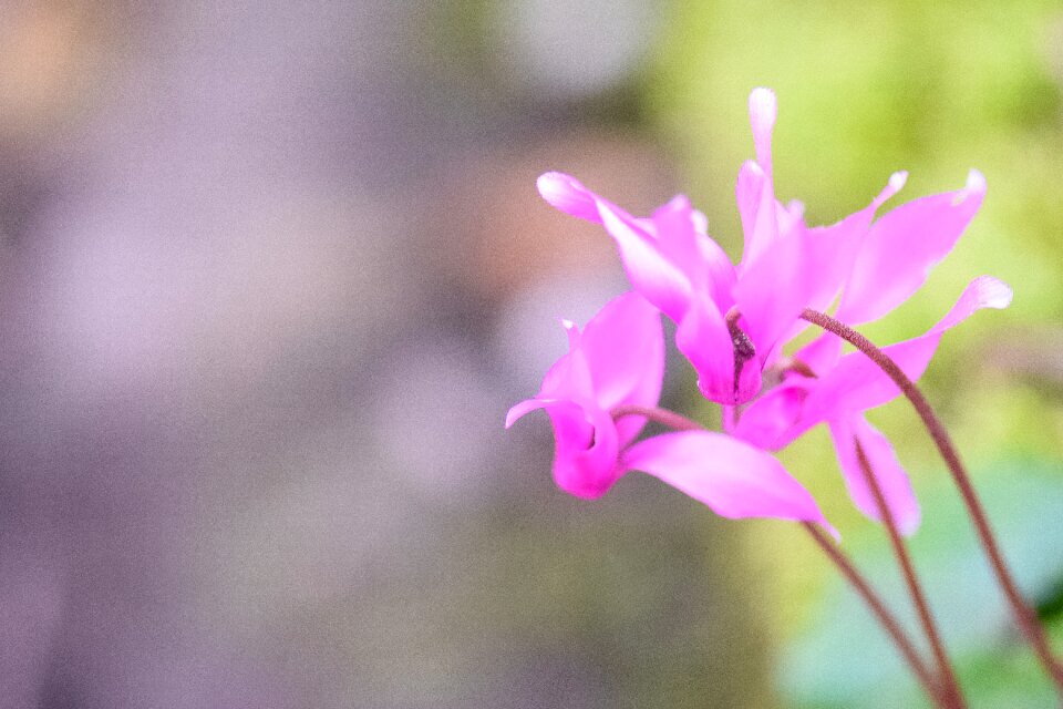 Blumen purple garden