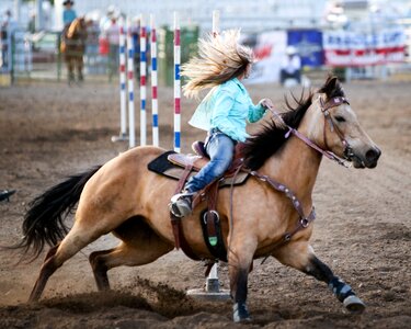 Western animal co photo