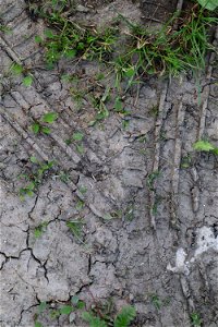 Soil Cracked