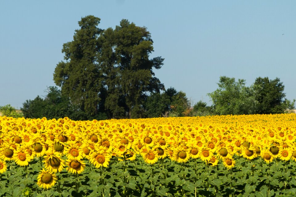 Yellow sunny 10-19-18