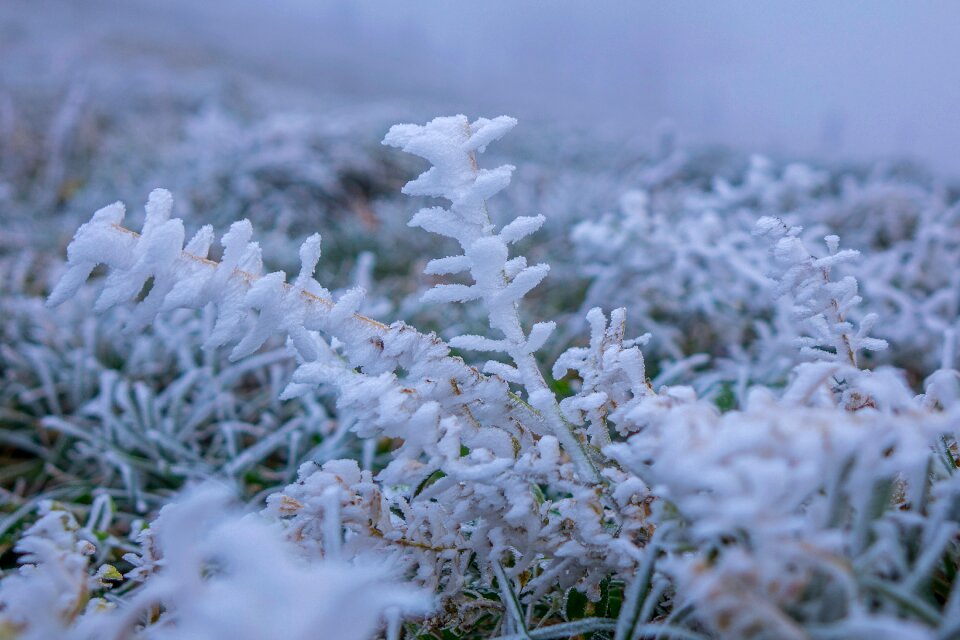 Hoarfrost cold frozen