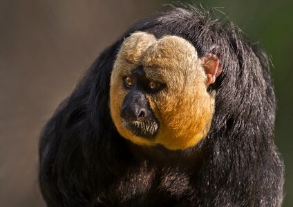 Primate animal zoo
