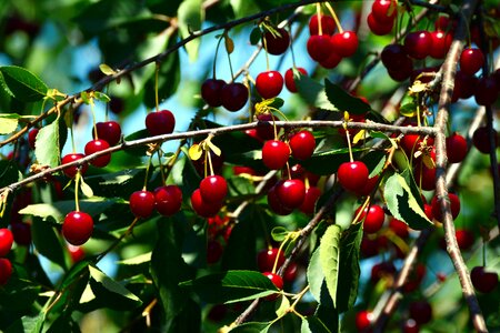 Fruits cherry tree ripe photo