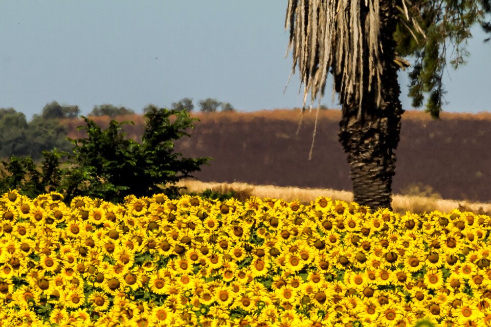 Yellow sunny 10-19-18