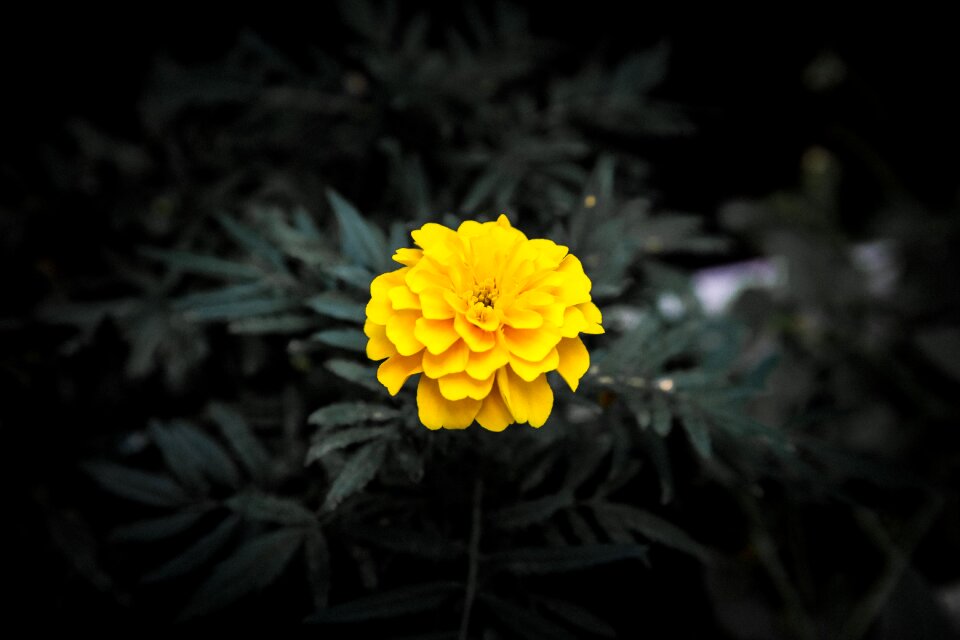 Beautiful summer flower background