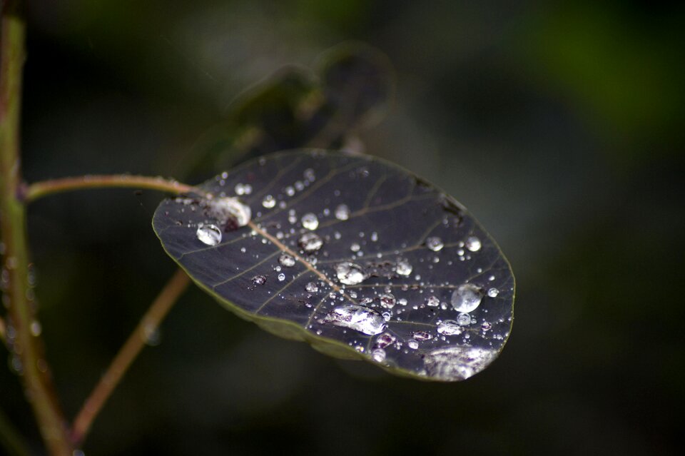 Nature water macro