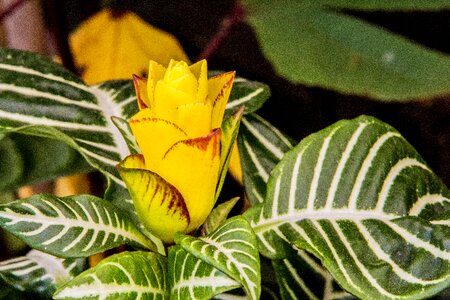 Plant leaf color