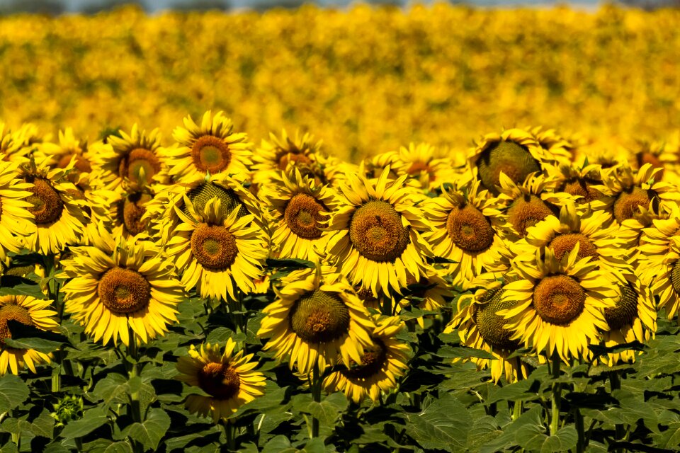 Yellow sunny 10-19-18
