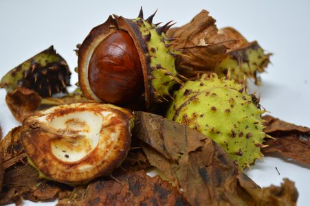 Chestnut nut nature