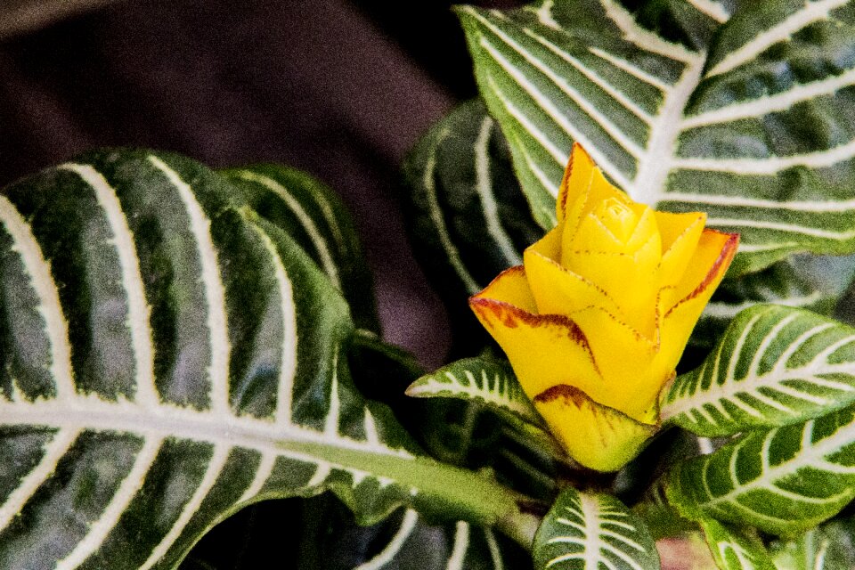 Plant nature garden