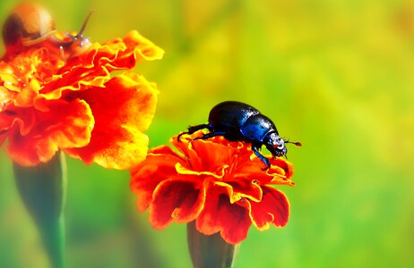 Flower marigold animals