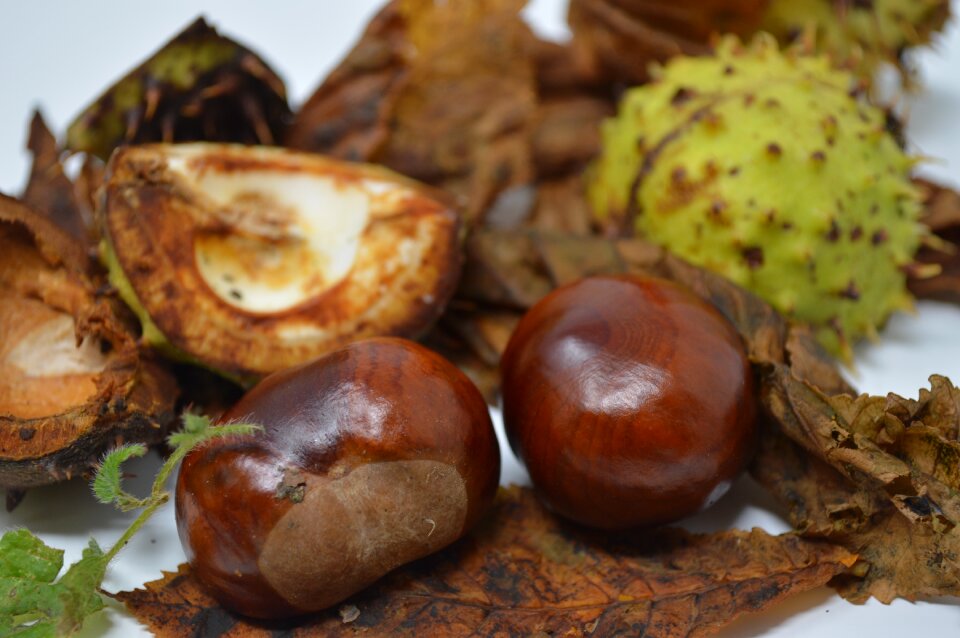 Chestnut nut nature