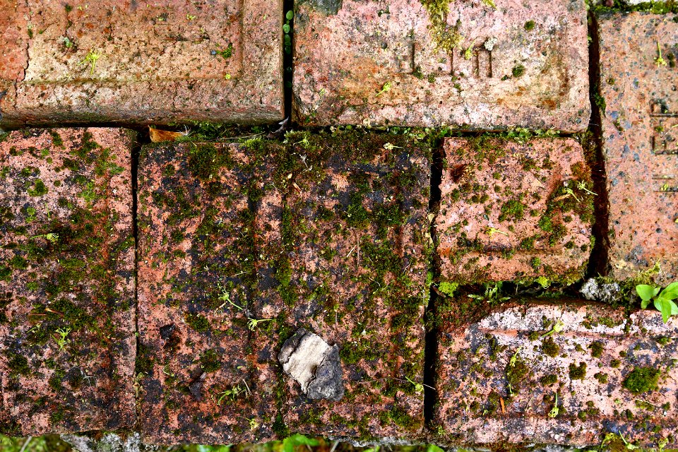 Bricks Floor photo