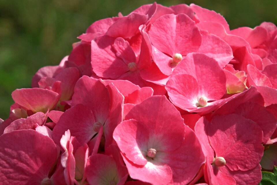 Summer garden decorative