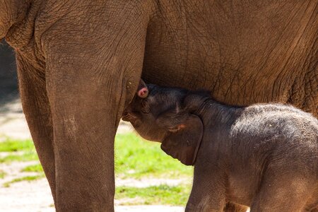 Pachyderm animal nature