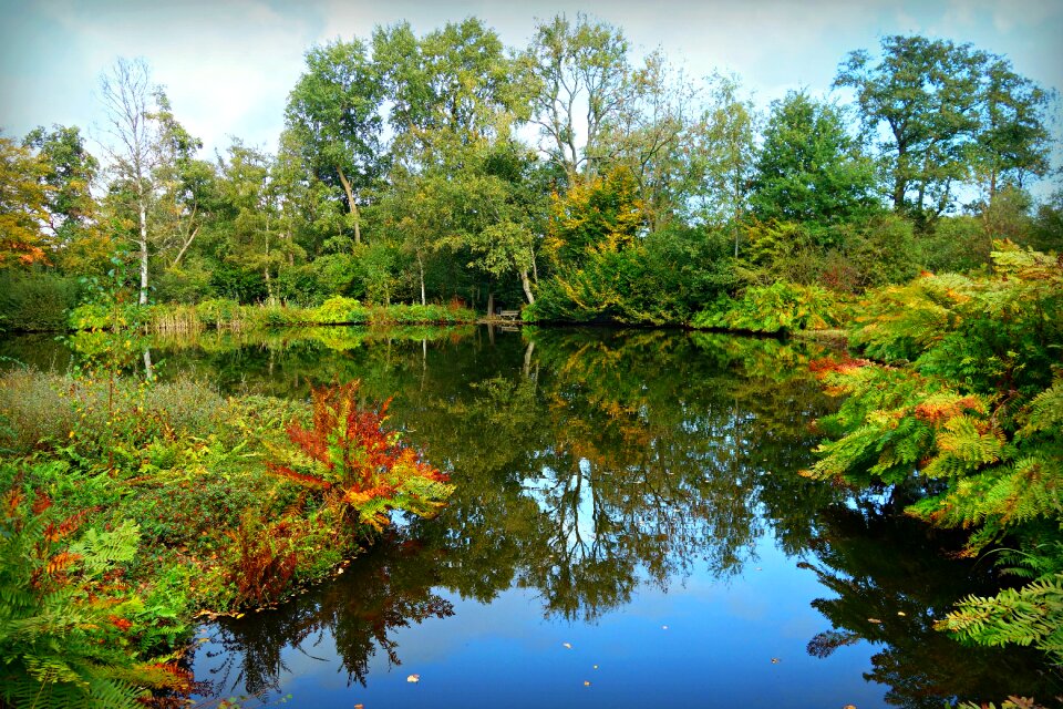 Vegetation tree reflection