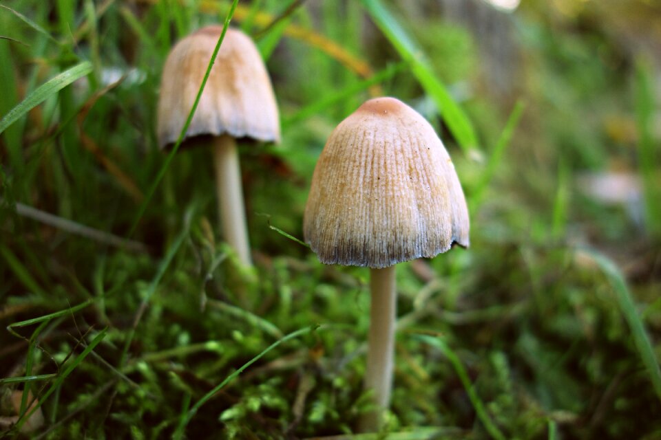 Mushroom fungus autumn