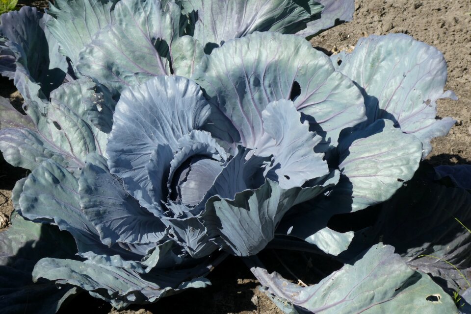 Cabbage healthy power supply