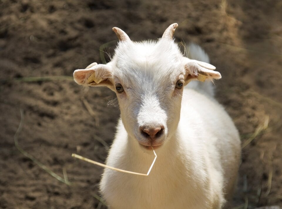 Zoo animal white