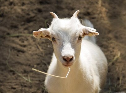 Zoo animal white