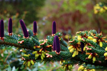 Softwood christmas fir green