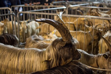 Farm goat capra