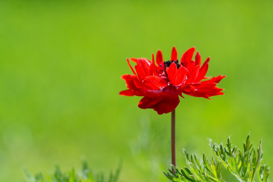 Flower red flower blossom