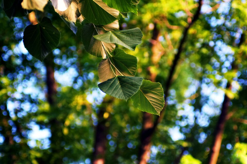 Plant background nature