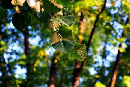 Plant background nature