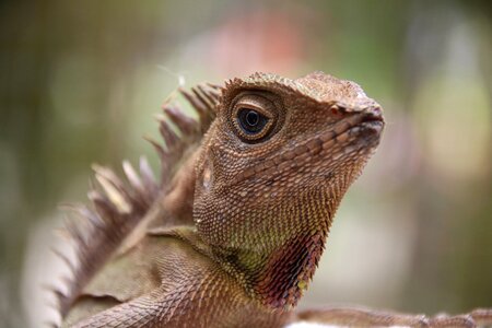 Reptiles nature green