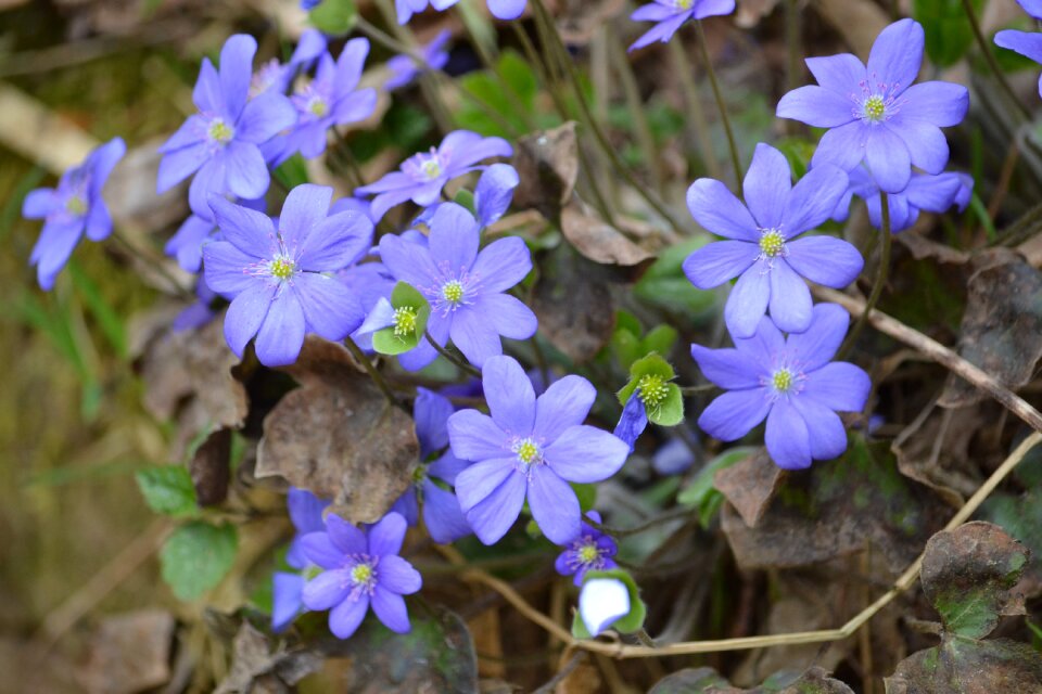 April spring the first flowers