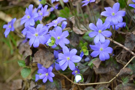 April spring the first flowers