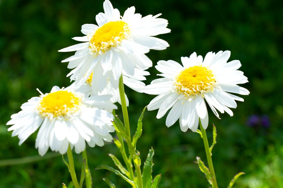 Garden summer nature