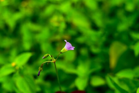 Linda flower small flowers petals