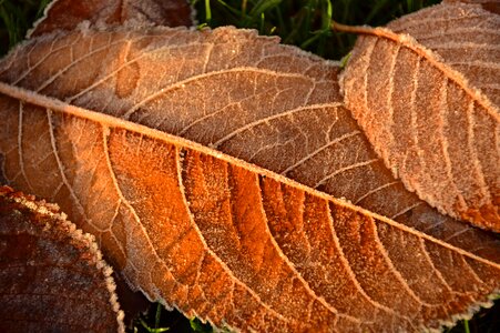 Cold fall leaves nature