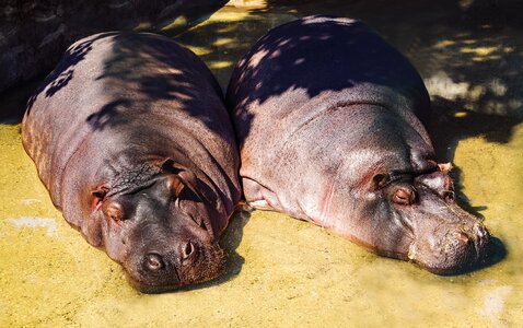 Hippo animals sleep