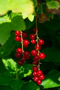 Currant red currant fruits photo
