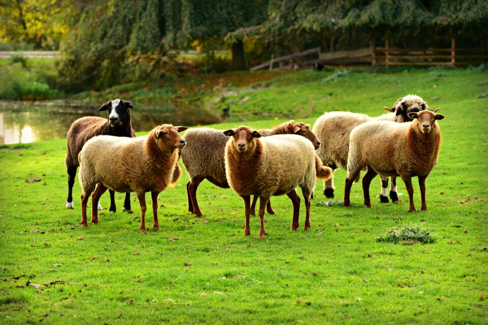 Wool even toed standing
