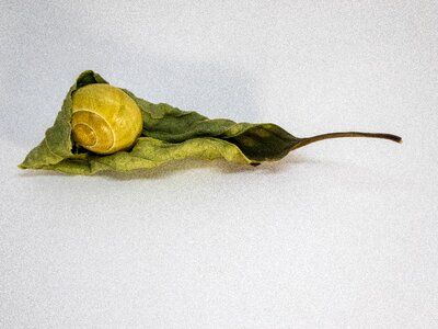 Leaf rolled reptile