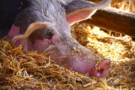 Domestic farm even toed
