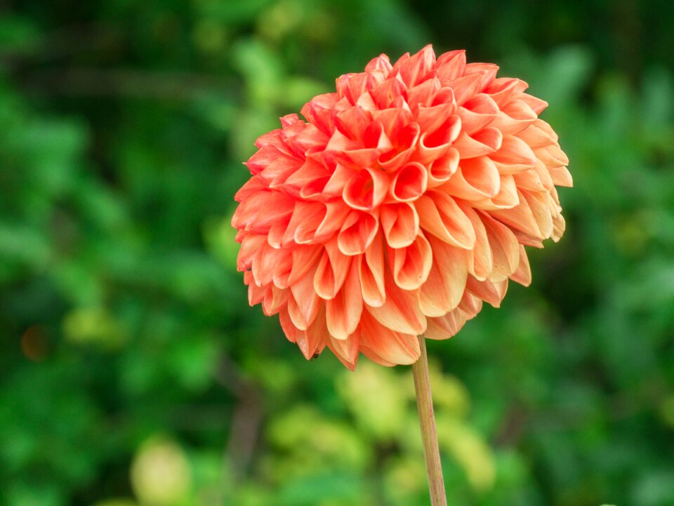 Petals summer flora