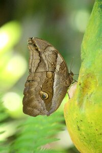 Insect delicate wing